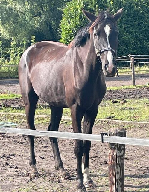 Dressuurpaard, Dieren en Toebehoren, Paarden, Zadelmak, Dressuurpaard