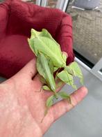 Wandelend blad: Cryptophyllium limogesi, Dieren en Toebehoren, Insecten en Spinnen