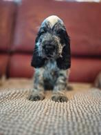 Engelse Cocker-spaniël-puppy's, België, Fokker | Hobbymatig, 8 tot 15 weken, CDV (hondenziekte)