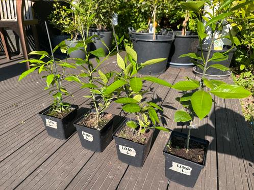 Citrus planten diverse soorten, Tuin en Terras, Planten | Fruitbomen, Citroenboom, Minder dan 100 cm, Volle zon, Lente, In pot