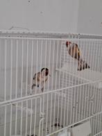 Couple chardoneret. 2024 bageu 2,5, Animaux & Accessoires, Oiseaux | Canaris