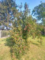 Appelboom gratis, Ophalen