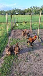 Brahma goudpatrijs toom, Dieren en Toebehoren