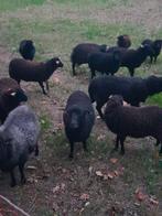 Ouessant stamboek ooien, Dieren en Toebehoren, Schapen, Geiten en Varkens