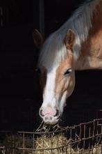 Halve stal in Kontich, B, 11 ans ou plus, Poney de récréation, Avec pedigree