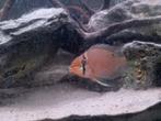 Cupido chiclid, Dieren en Toebehoren