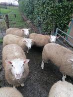 Jonge rammen te koop, Mâle, Mouton, 0 à 2 ans