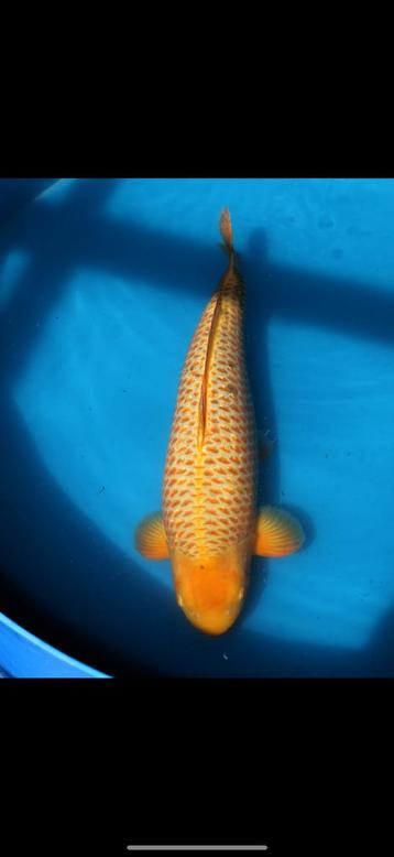 Golden corn Koi kweker Taniguchi, Carpe ou Koï