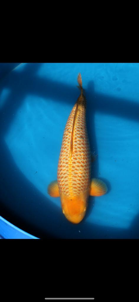 Golden corn Koi kweker Taniguchi, Dieren en Toebehoren, Vissen | Vijvervissen, Karper of Koi