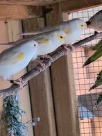 Geel mozaiek, Animaux & Accessoires, Oiseaux | Canaris