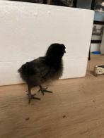 Kuikens te koop 10€/stuk, Dieren en Toebehoren, Pluimvee, Geslacht onbekend, Kip