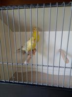 Agaat opaal, Dieren en Toebehoren, Vogels | Kanaries