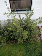 Quercus Ilex of steeneik, Ophalen