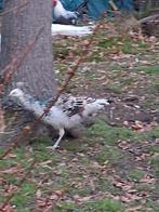 Zwartvleugel pauw Haan, Dieren en Toebehoren