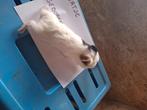 Cavia beertje, Dieren en Toebehoren, Knaagdieren, Cavia