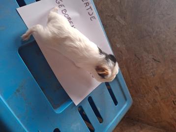 Cavia beertje beschikbaar voor biedingen