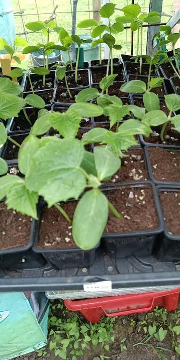 Komkommerplanten Konsa komkommer, Tuin en Terras, Ophalen, Groenteplanten, Eenjarig, Halfschaduw