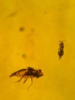 Birmees Amber (A2) met insluiting van een trip en een Cicade, Verzamelen, Verzenden