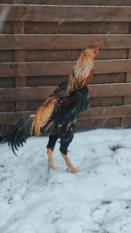 Oeuf de O'shamo, Enlèvement ou Envoi