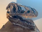 T Rex replica schedel groot., Ophalen of Verzenden
