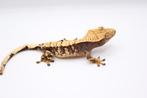 Wimpergekko HOUTEN, Dieren en Toebehoren, Hagedis, Tam, 0 tot 2 jaar