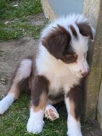 Border collie pups, Dieren en Toebehoren, Honden | Herdershonden en Veedrijvers, België, CDV (hondenziekte), 8 tot 15 weken, Collie