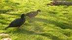 Canards de Barbarie, également appelés canard musqué, Plusieurs animaux, Canard