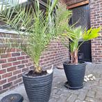 2 Palmboompjes, Ophalen, Palm, In pot, 100 tot 150 cm