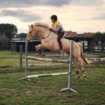 Ruiter aangeboden (ook voor pony’s!), Dieren en Toebehoren, Paarden