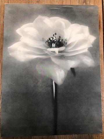 Canvas met foto van een bloem, 40,50cm x 30,50cm 