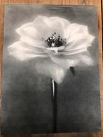 Canvas met foto van een bloem, 40,50cm x 30,50cm, Enlèvement, Utilisé