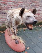 Taxidermie de hyène en peluche unique, crâne africain, bois, Collections, Collections Animaux, Animal sauvage, Animal empaillé
