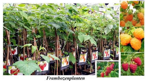 GELE FRAMBOZEN PLANTEN, IN POT GEKWEEKT, ZEER ZOETE SOORT, Tuin en Terras, Planten | Tuinplanten, Vaste plant, Fruitplanten, Lente