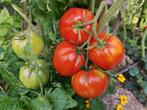 tomaat Rode Reus - 5 zaden, Tuin en Terras, Bloembollen en Zaden, Voorjaar, Zaad, Verzenden