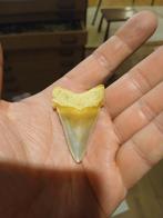 Otodus angustidens, Enlèvement ou Envoi