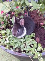 Mooi kleurdwerg konijntje mannelijk, Animaux & Accessoires, Lapins, Mâle