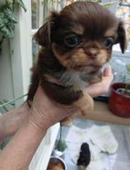 Schattige chihuahuapups te koop, Dieren en Toebehoren, Honden | Chihuahua's en Gezelschapshonden, België, Fokker | Hobbymatig