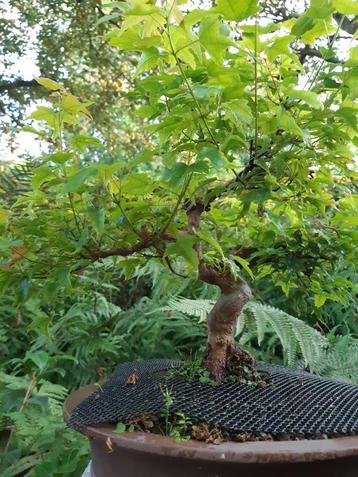 Bonsai Acer beschikbaar voor biedingen
