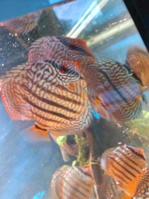 Stöcker discusvissen high Quality, Dieren en Toebehoren, Vissen | Aquaria en Toebehoren, Ophalen