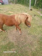 Mini paard 200 euro niet gecastreerd, Dieren en Toebehoren, Pony's, Gechipt, M, 0 tot 2 jaar, Hengst