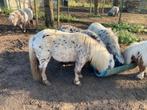 Silverappel Appaloosa gekeurde hengst 93cm, Dieren en Toebehoren, Hengst