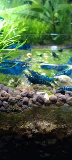 Neocaridina blue velvet high/medium grade, Dieren en Toebehoren, Vissen | Aquariumvissen