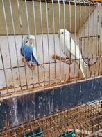 Koppel blauwe en lichtgele/witte parkiet, Meerdere dieren, Parkiet