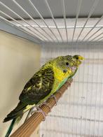 Blackwing hagoromo, Dieren en Toebehoren, Vogels | Parkieten en Papegaaien