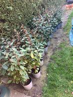 Olijfwilg / Elaeagnus ebb. ‘Compacta’, Tuin en Terras, Ophalen, Haag