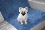 keeshond, Dieren en Toebehoren, Honden | Poolhonden, Keeshonden en Oertypen, België, Fokker | Hobbymatig, Keeshond, Reu