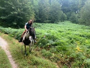 Apha merrie beschikbaar voor biedingen