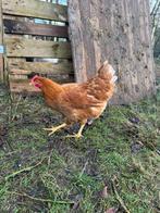 Lohman Brown jonge hennen – 100% hennen, Dieren en Toebehoren, Pluimvee, Vrouwelijk, Kip