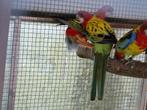 Rosella 2025 man en pop kans gold omnicolore, Dieren en Toebehoren