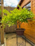 Bonsai Wisteria Floribunda - 20 jaar, Tuin en Terras, Ophalen